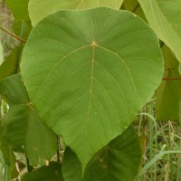 Macaranga indica Wight